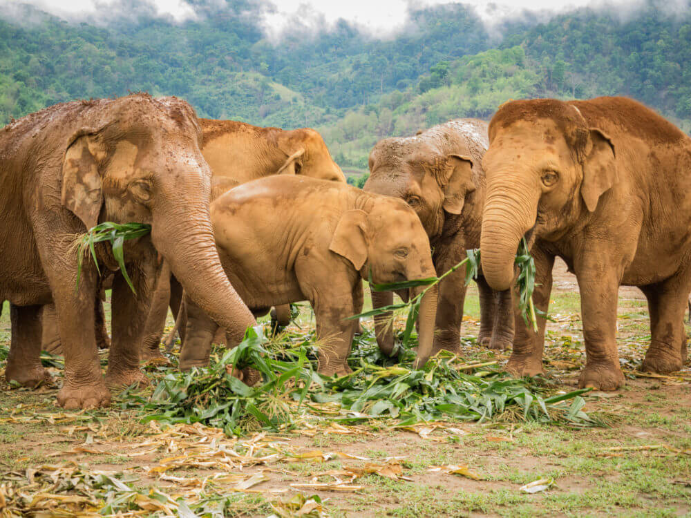 elephant nature park chiang mai