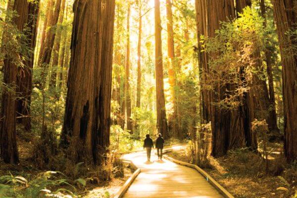 muir woods san francisco
