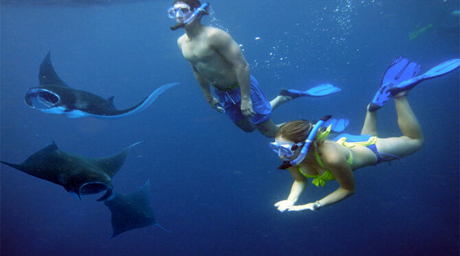 manta rays nusa penia