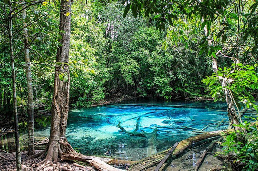 thung teao forest natural park krabi