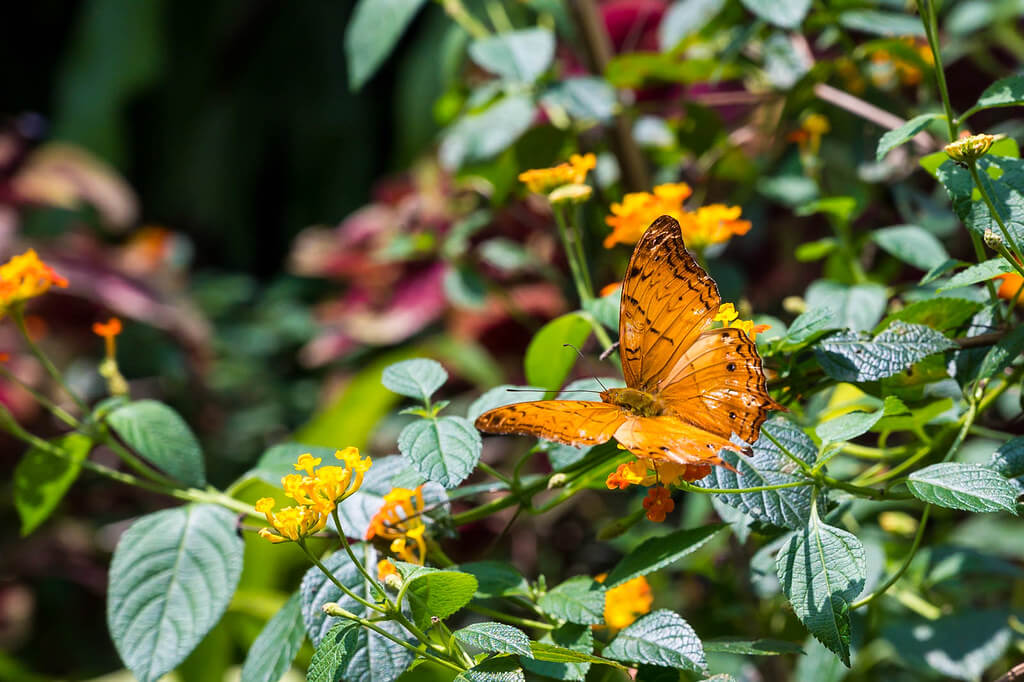 kl butterfly park
