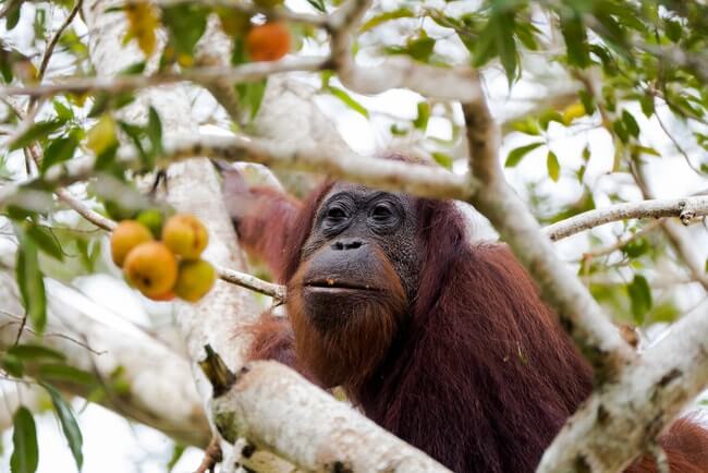 kl wildlife