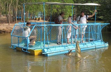 Feed the Crocodiles