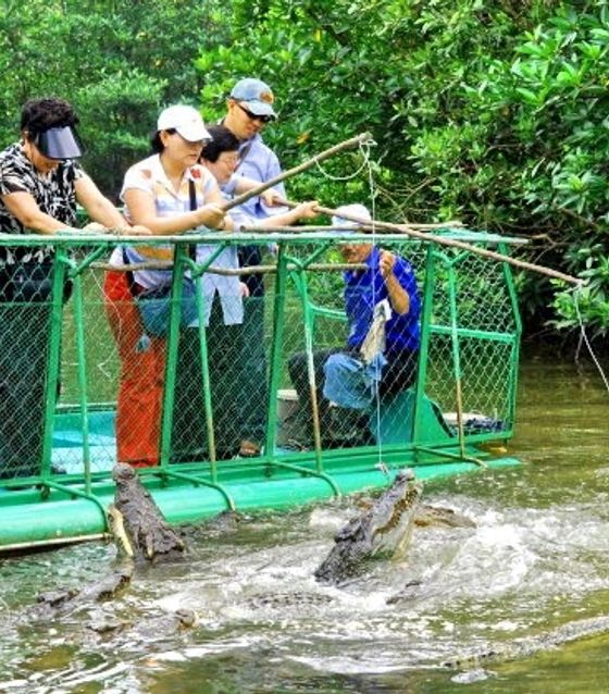 Feed the Crocodiles