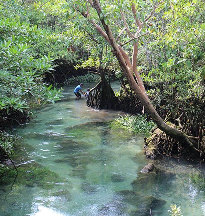 Ao Luk Mangroves