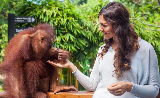 Bali Breakfast with Orangutans & ATV Adventure 