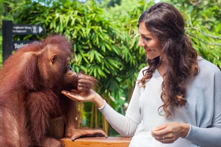 Bali Breakfast with Orangutans & ATV Adventure 