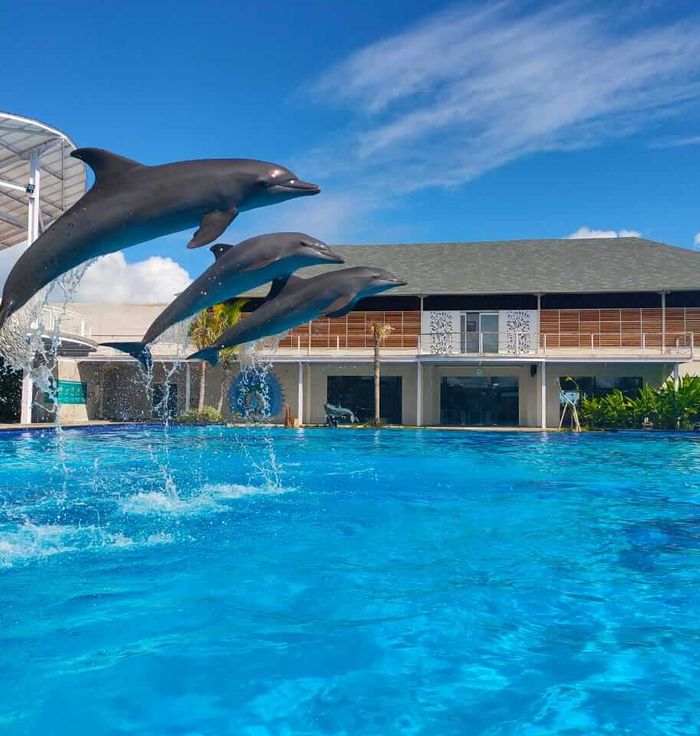 Bali Dolphin Sanctuary