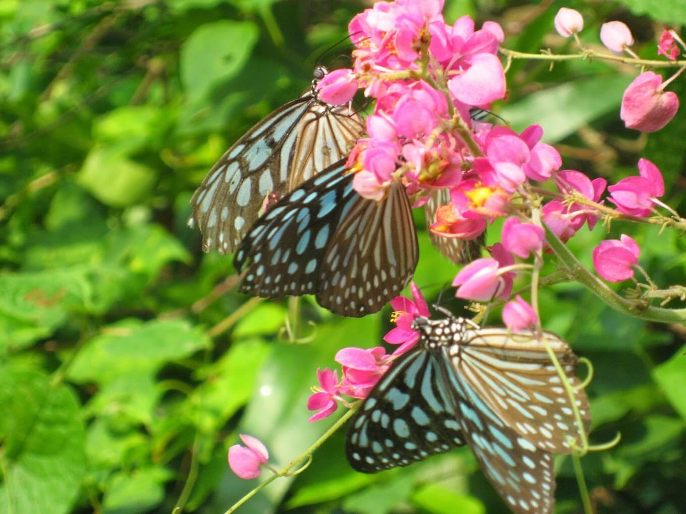 Butterfly Garden Villa
