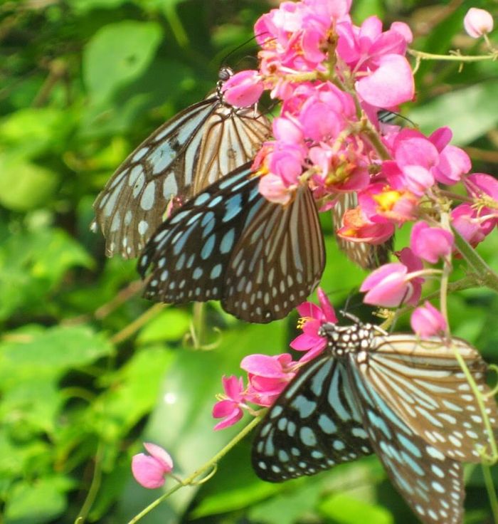 Butterfly Garden Villa