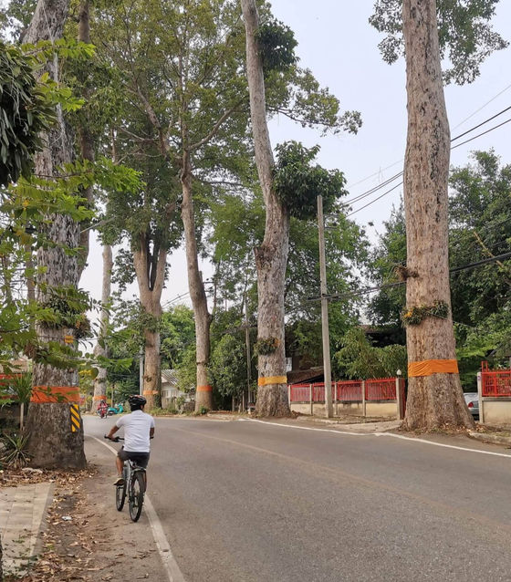 Chiang Mai City Tour by Bike (Half Day)