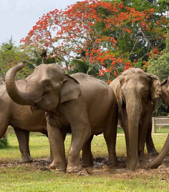 Elephant and Temple