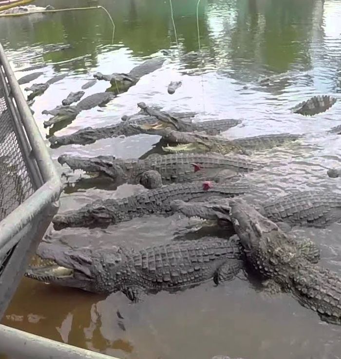 Crocodile Farm
