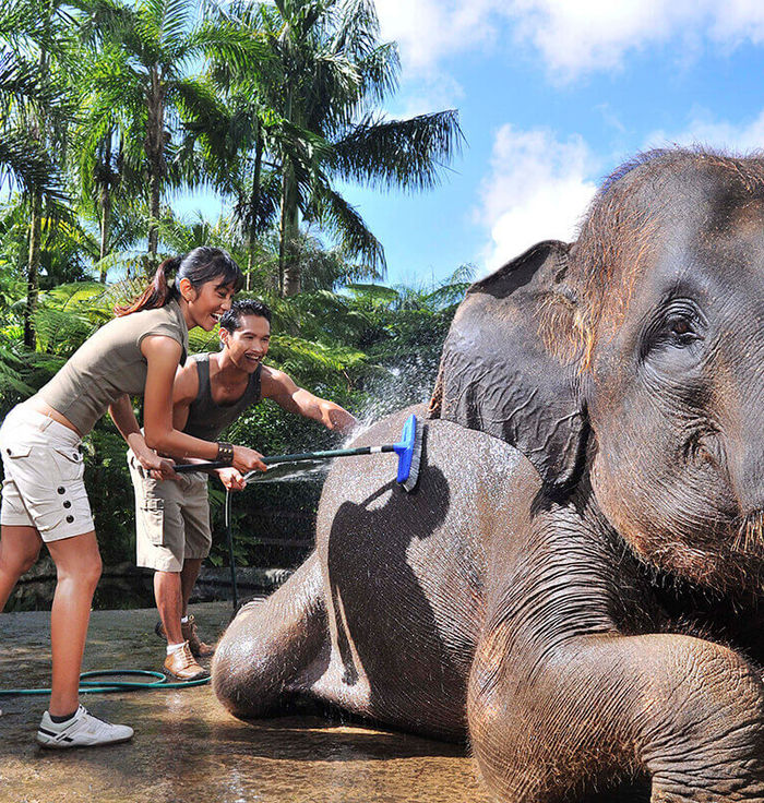 Elephant Safari Park Lodge Bali