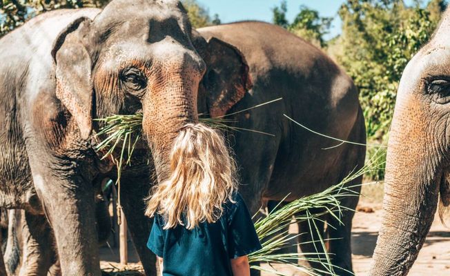 Kuala Lumpur Elephant Sanctuary and Batik Painting Tour     
