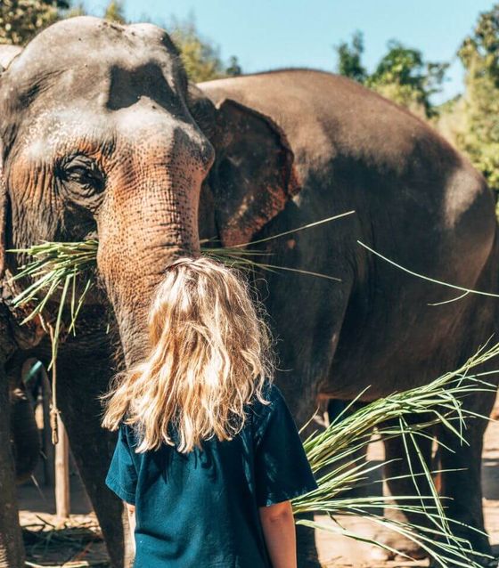 Kuala Lumpur Elephant Sanctuary and Batik Painting Tour     