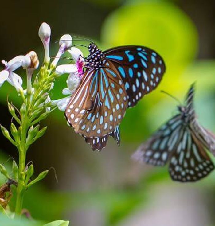 Kuala Lumpur Butterfly Park
