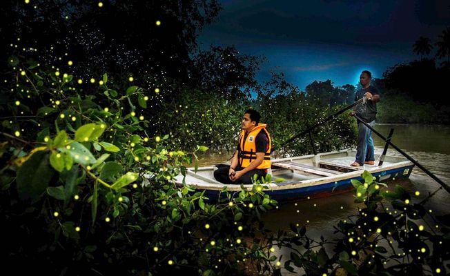 Kuala Lumpur Fairy Firefly And Monkey Hill Tour       