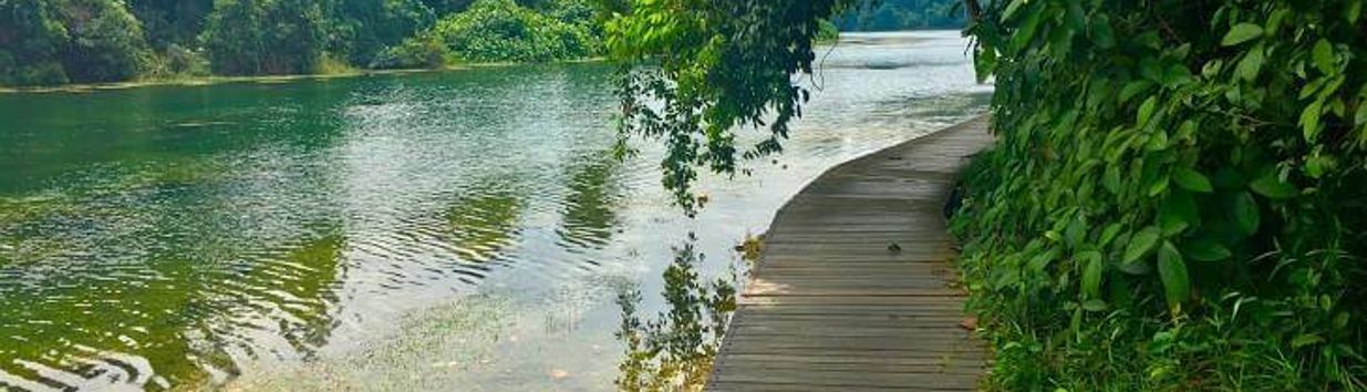MacRitchie Reservoir