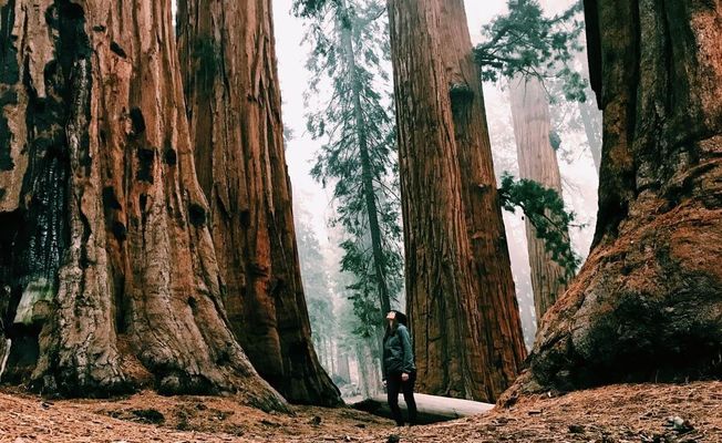 Magical Muir Woods Tour