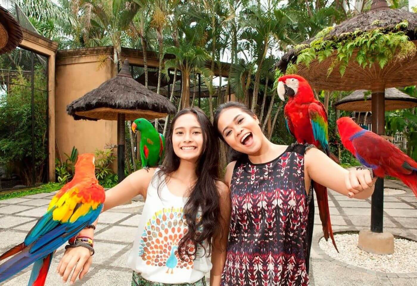 Bali Bird Park & Monkey Forest Tour   