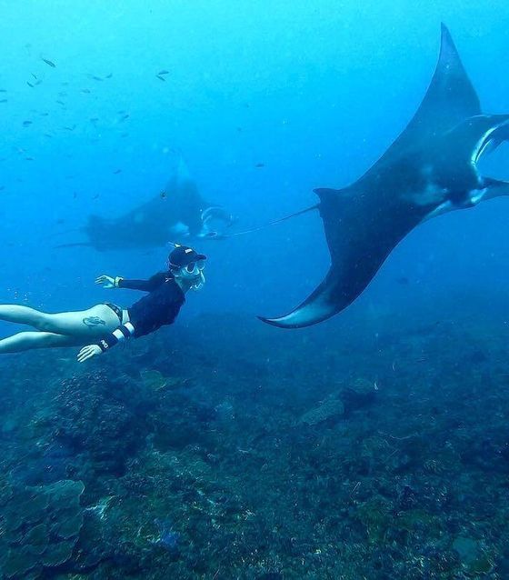 Manta Rays in Nusa Penida