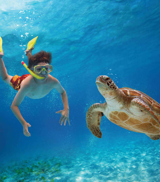Turtle in Nusa Penida
