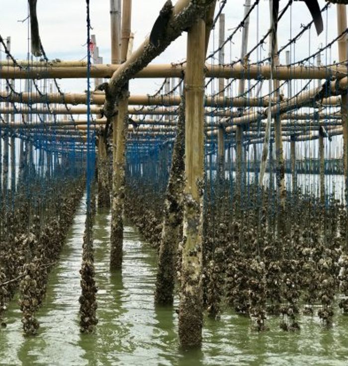 Oyster Farm