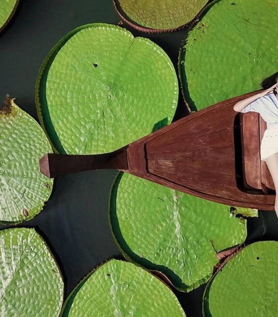 Phuket Giant Water Lilies and Temple Tour      