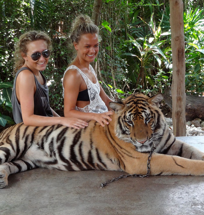 Samui Aquarium & Tiger Zoo