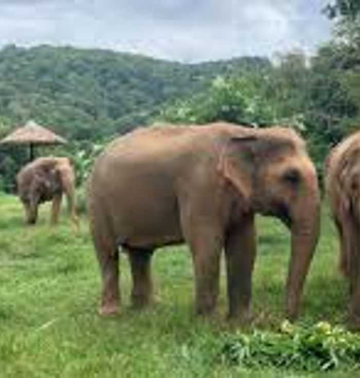 Samui Elephant Sanctuary Chaweng Noi