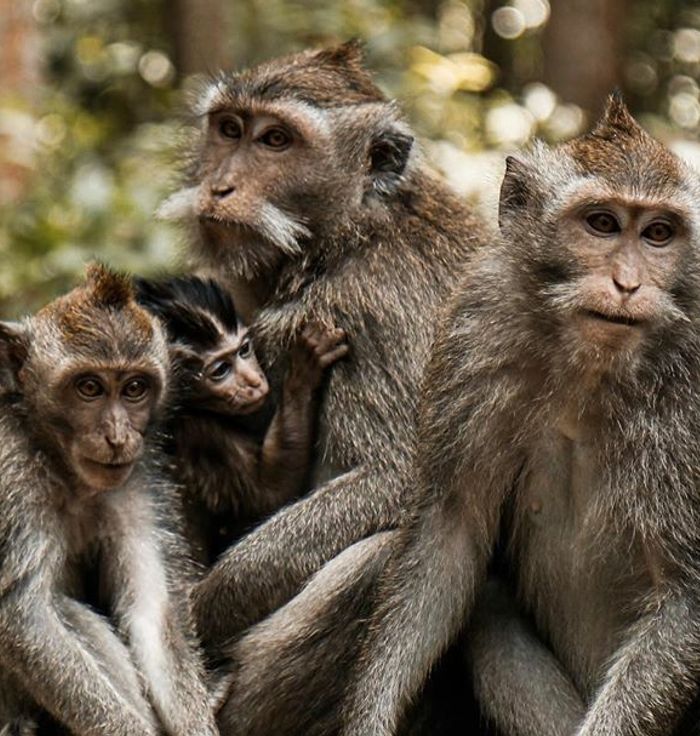 Sangeh Monkey Forest