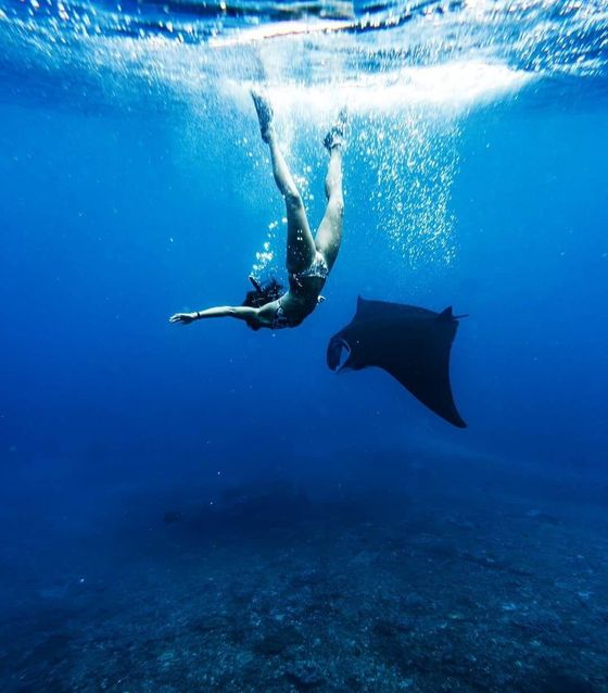 Giant Manta Rays, Nusa Penida