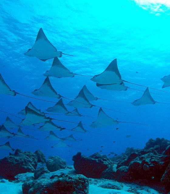 Manta Rays, Nusa Penida