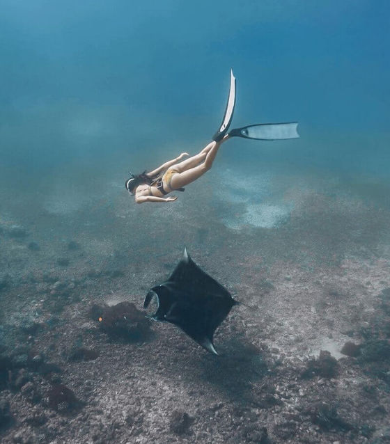 Snorkeling Tour Manta Rays, Nusa Penida