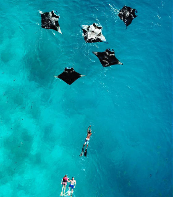 Swimming with Manta Rays, Nusa Penida