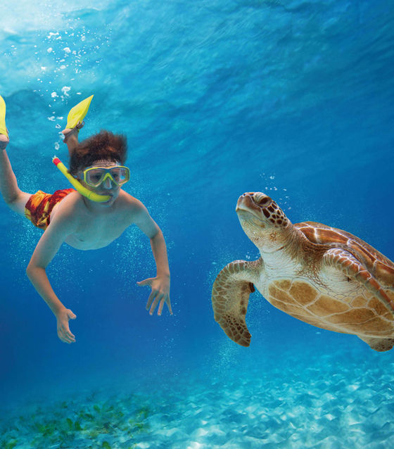 Turtle in Nusa Penida