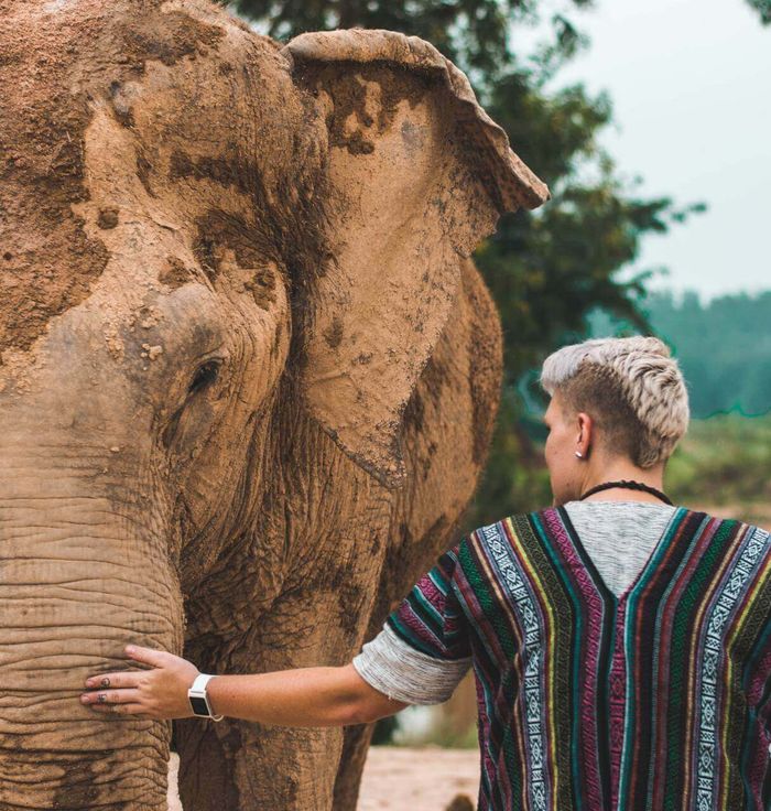 Elephant Retirement Park Phuket