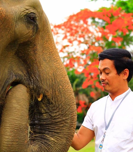 Elephant and Temple