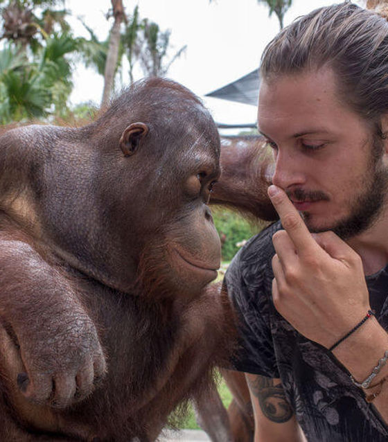 Bali Orangutans