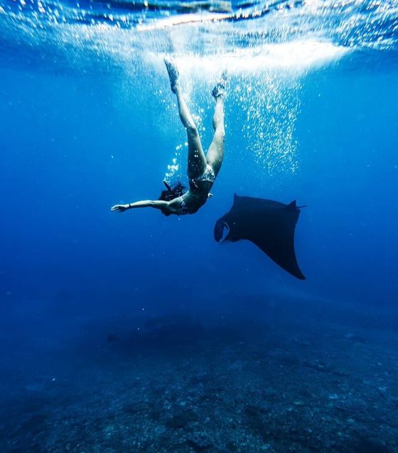 Giant Manta Rays, Nusa Penida