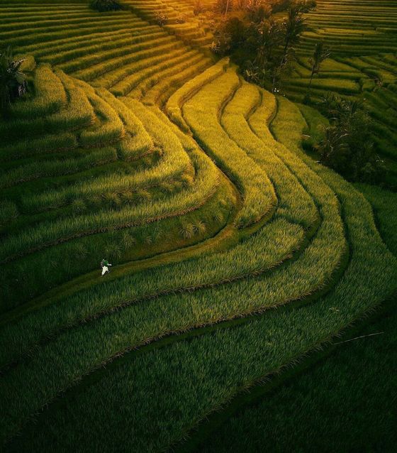 Jatiluwih Rice Terrace, Bali Indonesia