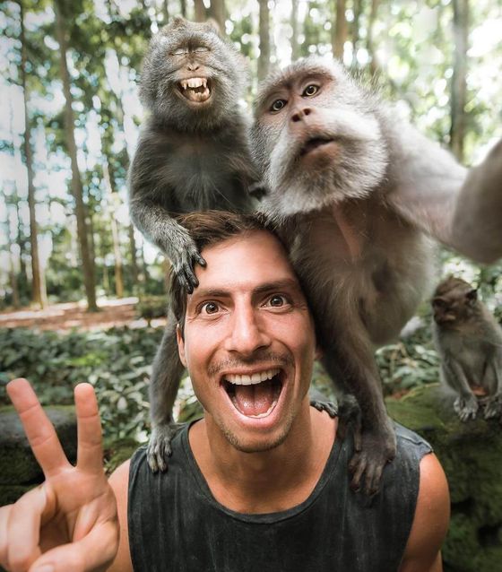 Monkey Forest Bali