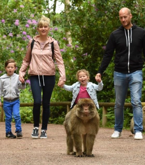 Walking with Monkeys at Monkey Forest