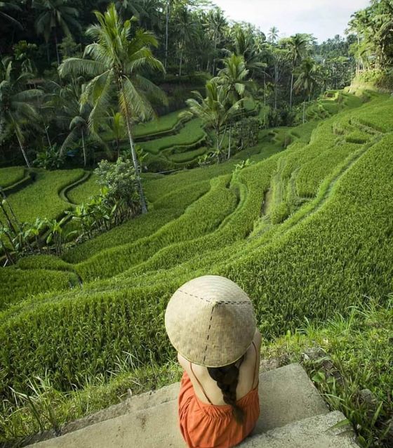 Tegalalang Rice Terrace, Bali