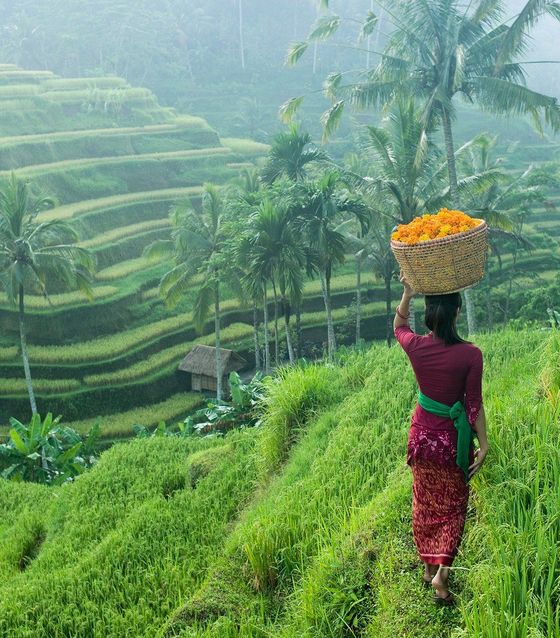 Tegalalang Rice Terrace, Bali
