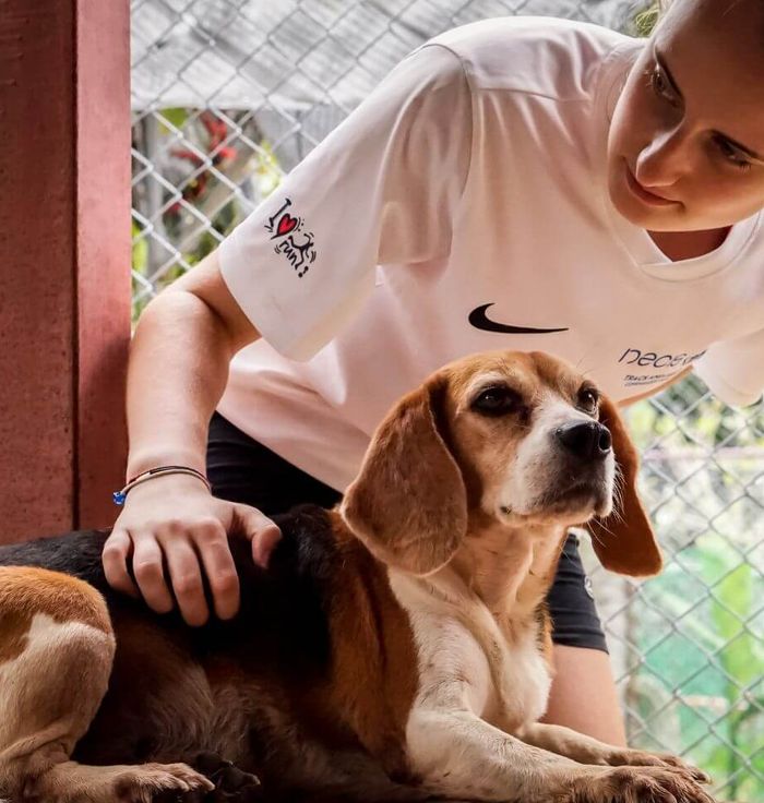 Soi Dog Foundation