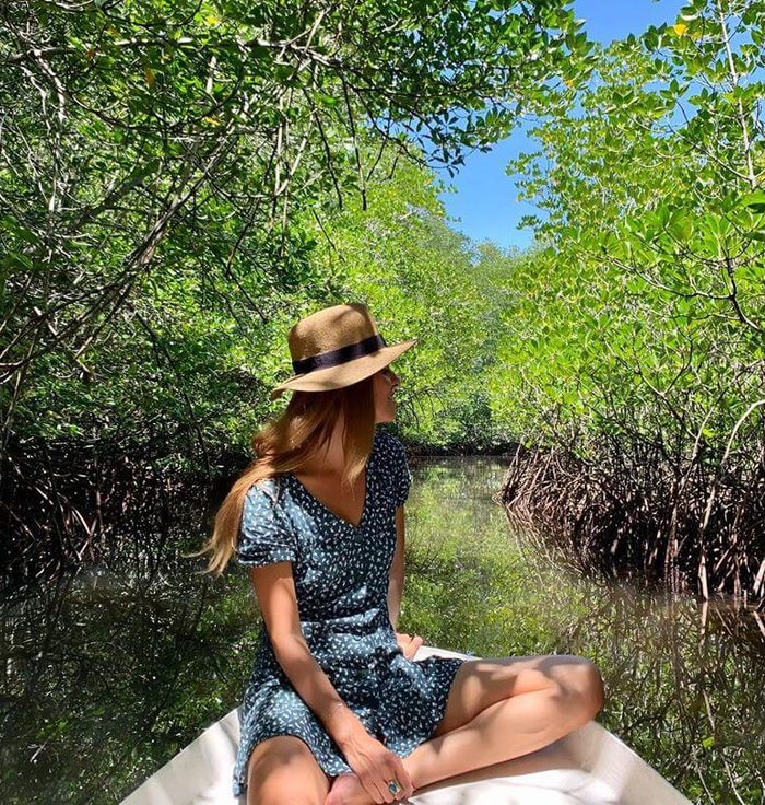 Mangrove Forest