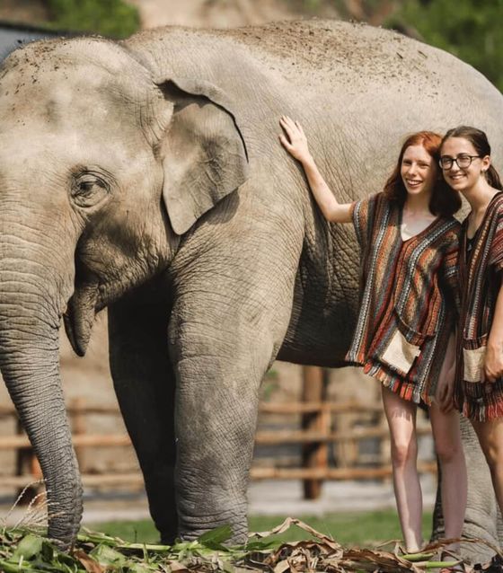 Elephants in Malaysia