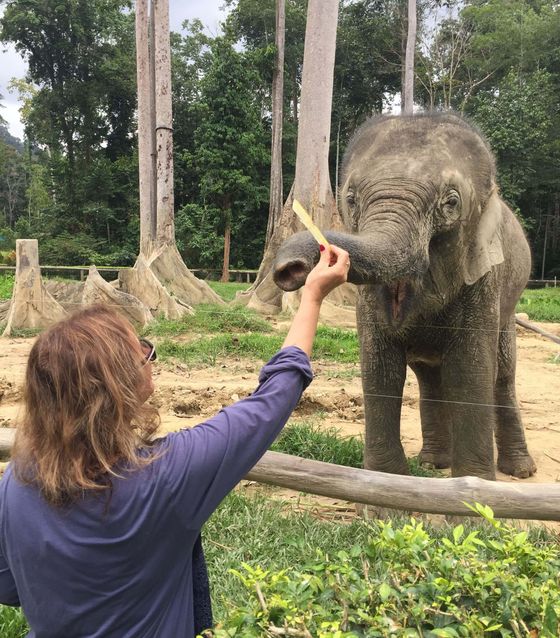 Best Elephant Sanctuary in Kuala Lumpur